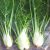 florence-fennel-leaves