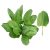 french-sorrel-leaves