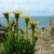 golden-samphire