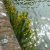 golden-samphire