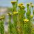 golden-samphire