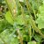greater-plantain