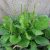greater-plantain