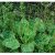greater-plantain