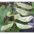 hyacinth-bean-aspects