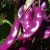 hyacinth-bean-cultivation