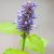 hyssop