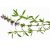 hyssop1