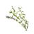 hyssop2