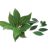 indonesian-bay-leaves
