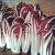italian-chicory