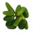 ivy-gourd