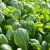 japanese-mustard-spinach-nutritional-value
