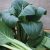 japanese-mustard-spinach-properties