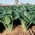 japanese-mustard-spinach-various-uses