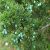 juniper-berry