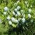 juniper-berry