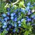 juniper-berry