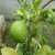 kaffir-lime