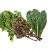 kale