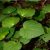 kawakawa-leaves