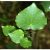 kawakawa-tree