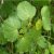 kawakawa-uses