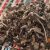 koseret-dried-leaves