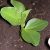 land-cress-cultivation