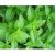 lemon-basil-plant