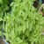 lemon-basil-leaves