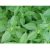 lemon-basil-seeds
