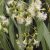 lemon-iron-bark-oil