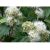 lemon-iron-bark-leaf
