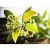 lemon-myrtle-plant