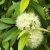 lemon-myrtle-herbal