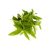 lemon-verbena-plant