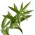lemon-verbena-oils