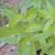 lemon-verbena-flavour