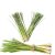 lemon-grass-herb-