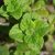 lesser-calamint