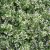 lesser-calamint-flowers