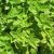 lesser-calamint-leaves