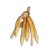 lesser-galangal