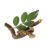 licorice-plant