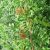licorice-leaves