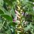 licorice-herb
