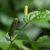 long-pepper-leaves