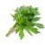 lovage-plant