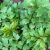 lovage-leaves
